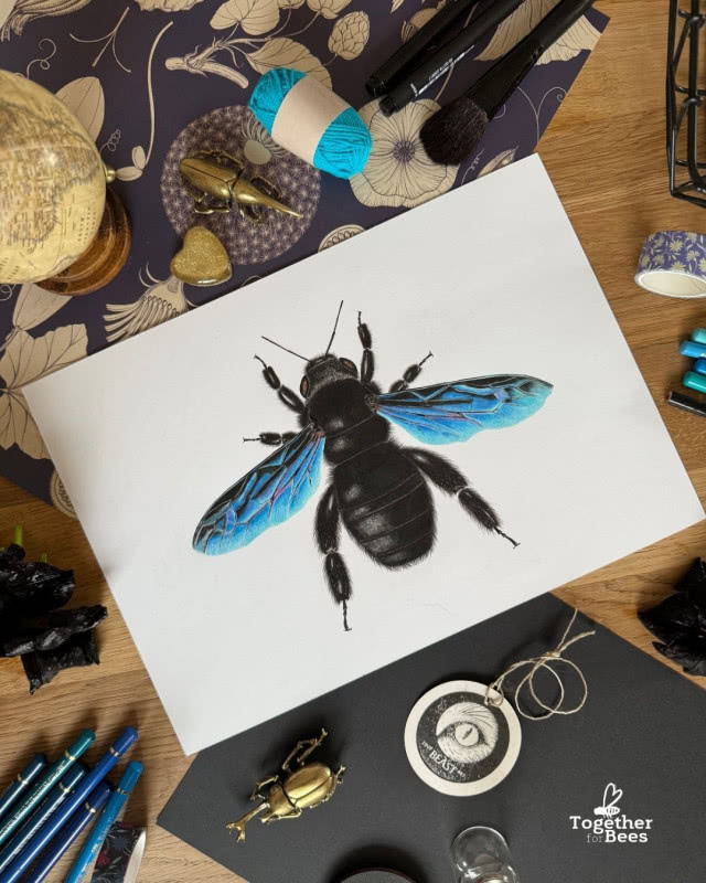 Agata Machelska pszczoła rysunek