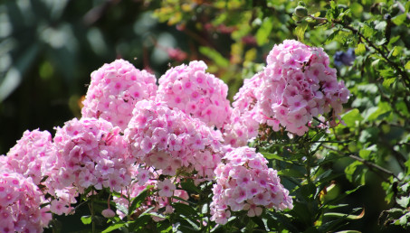 Uprawa i pielęgnacja floksów wiechowatych
