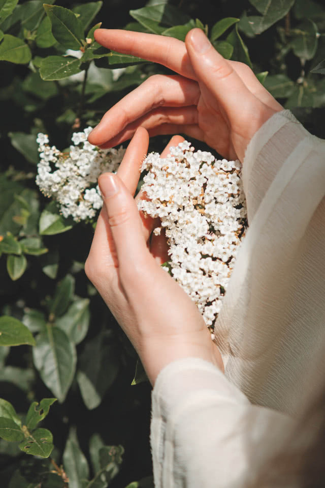 rośliny dla pszczół