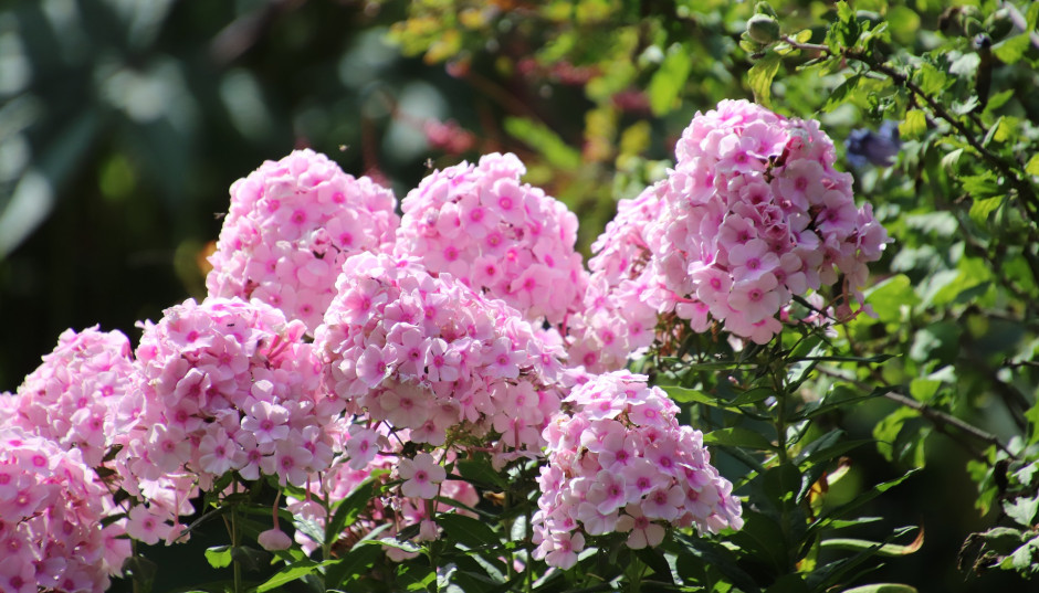 Uprawa i pielęgnacja floksów wiechowatych