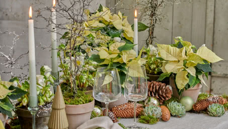 Użyj kieliszka do szampana i pozwól im lekko przeschnąć. Sześć sztuczek jak prawidłowo podlewać poinsecje  