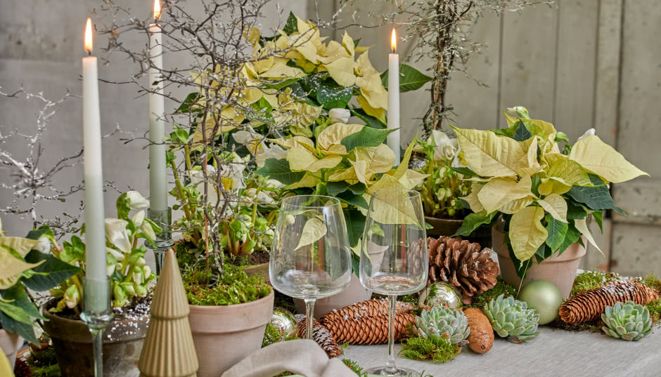 Użyj kieliszka do szampana i pozwól im lekko przeschnąć. Sześć sztuczek jak prawidłowo podlewać poinsecje  