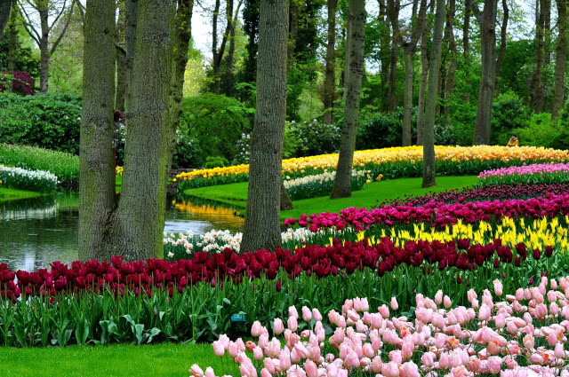Park Keukenhof tulipany
