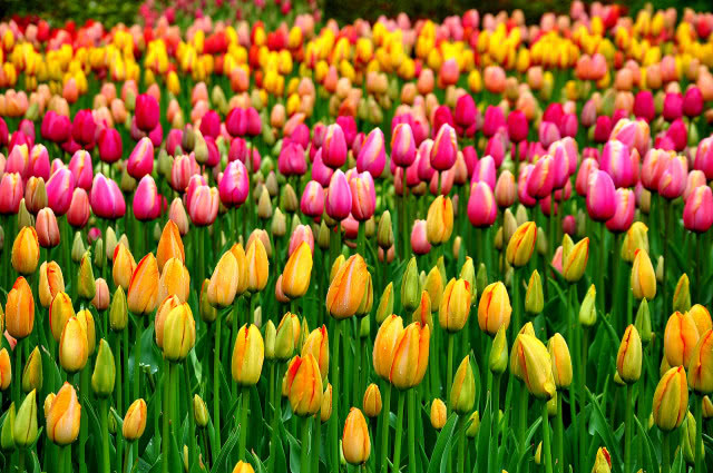 pole tulipanów