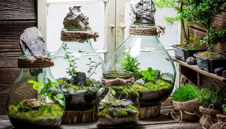 Las w słoiku - jak zrobić, gdzie kupić, jakie rośliny wybrać?