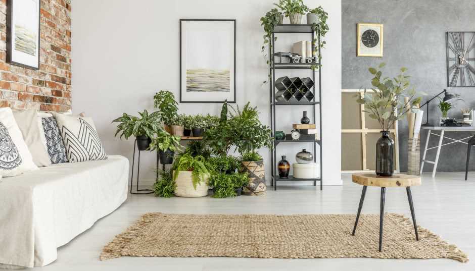 3 najpiękniejsze rośliny doniczkowe odporne na suche powietrze w mieszkaniu