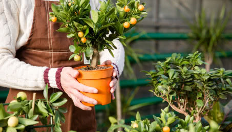 Domowa uprawa cytrusów z pestki krok po kroku