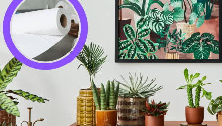 Żadna roślina nie zwiędnie wam na urlopie. Wystarczy ten trik, a będą jak nowe