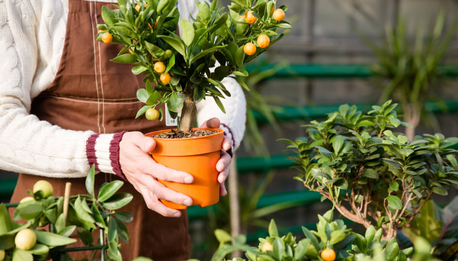 Domowa uprawa cytrusów z pestki krok po kroku