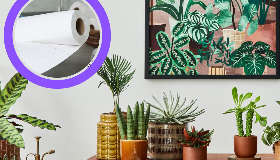 Żadna roślina nie zwiędnie wam na urlopie. Wystarczy ten trik, a będą jak nowe