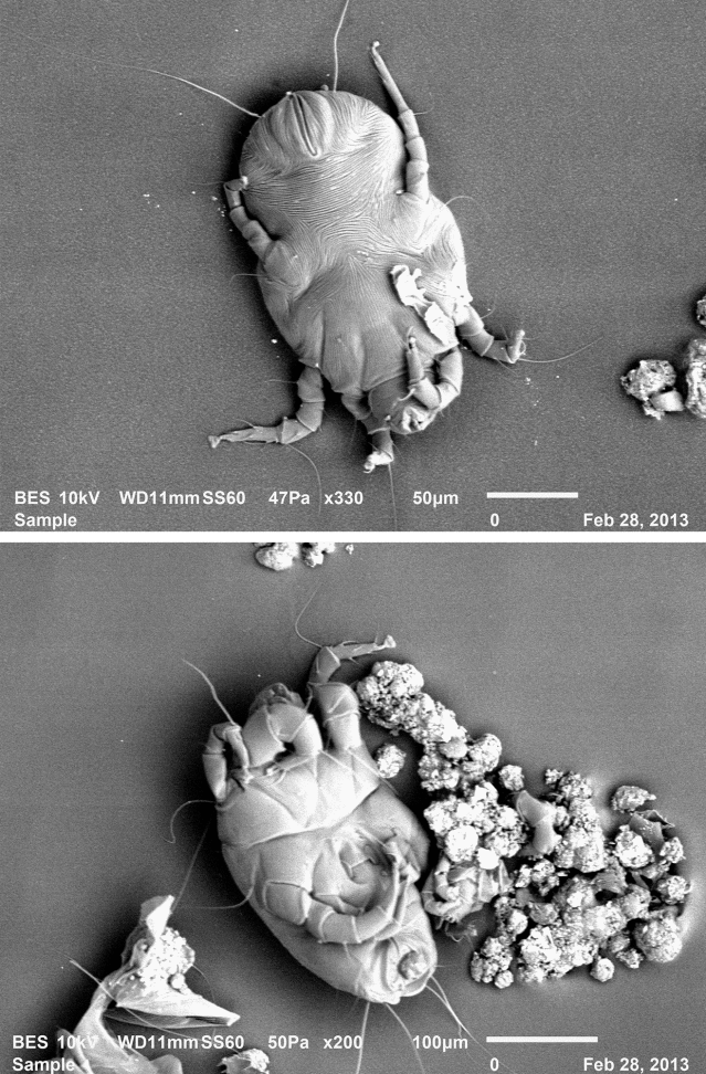 roztocza kurzu domowego