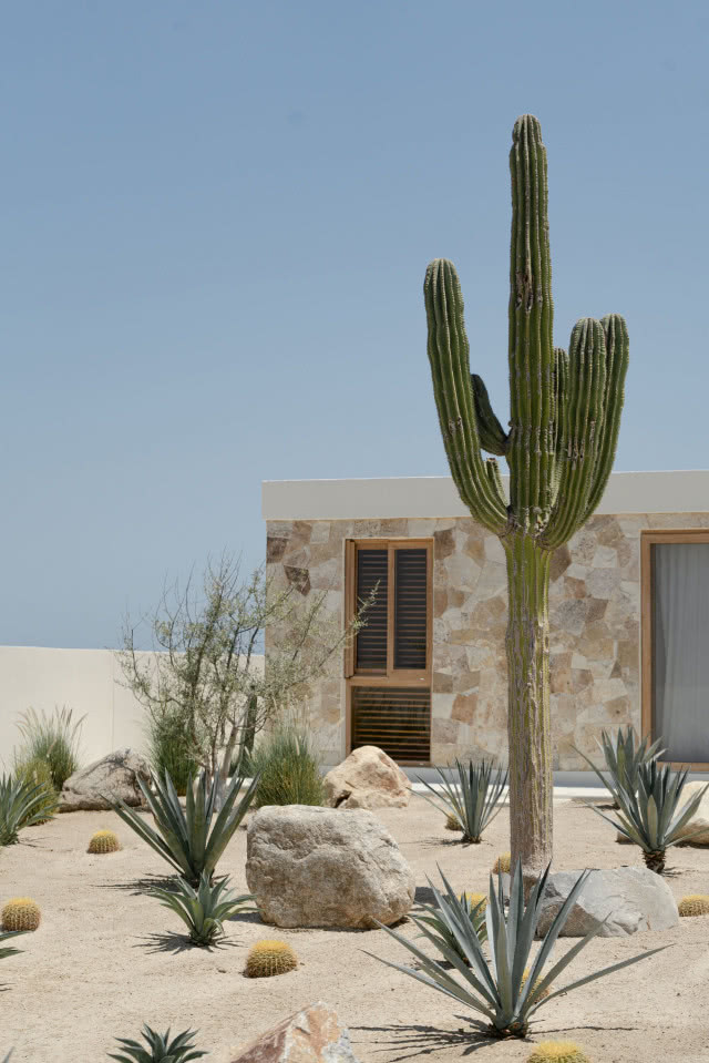 fragment modułu z oknem i kaktusem na pierwszym planie