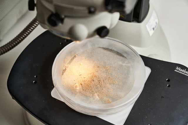 Kurz domowy - laboratorium