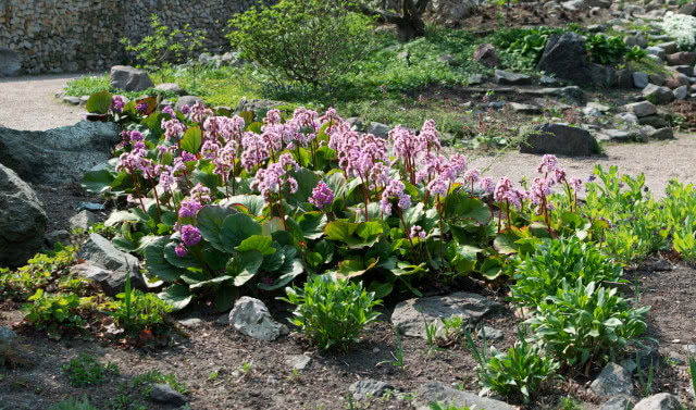 Bergenia