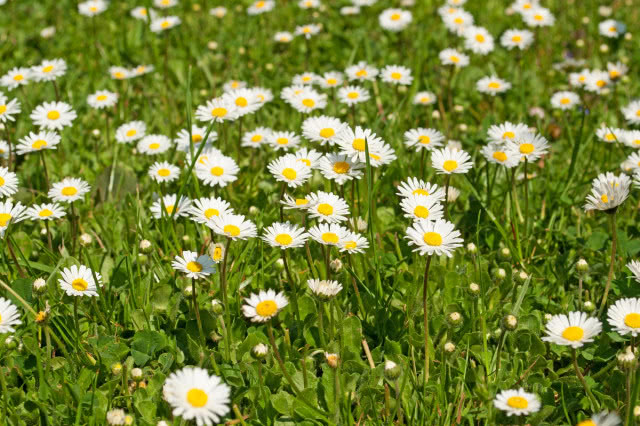 stokrotki na łące