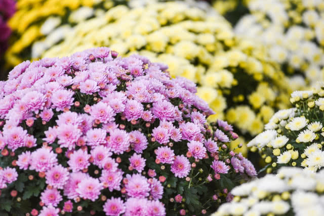 chryzantemy w doniczkach