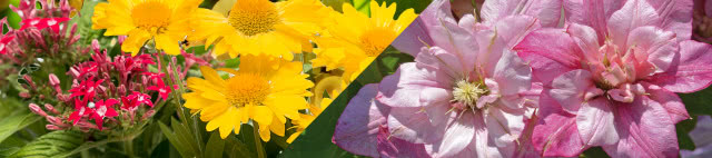 Ogród dla leniwych lub zapracowanych