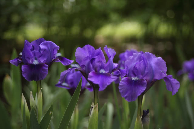 fioletowe irysy
