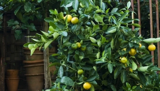 Miniaturowa pomarańcza - bonsai z owocami