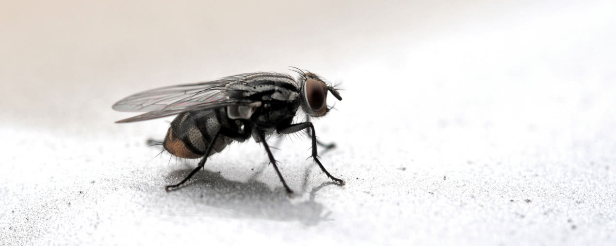 Jak pozbyć się much z mieszkania? Sprawdzone sposoby na owady