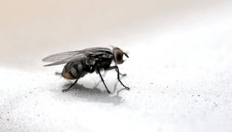 Jak pozbyć się much z mieszkania? Sprawdzone sposoby na owady