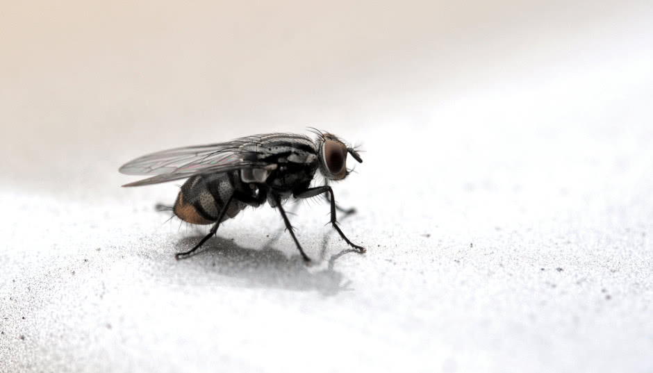 Jak pozbyć się much z mieszkania? Sprawdzone sposoby na owady