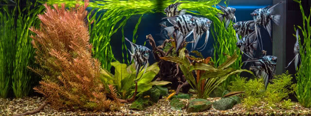 roślina w akwarium wśród skał