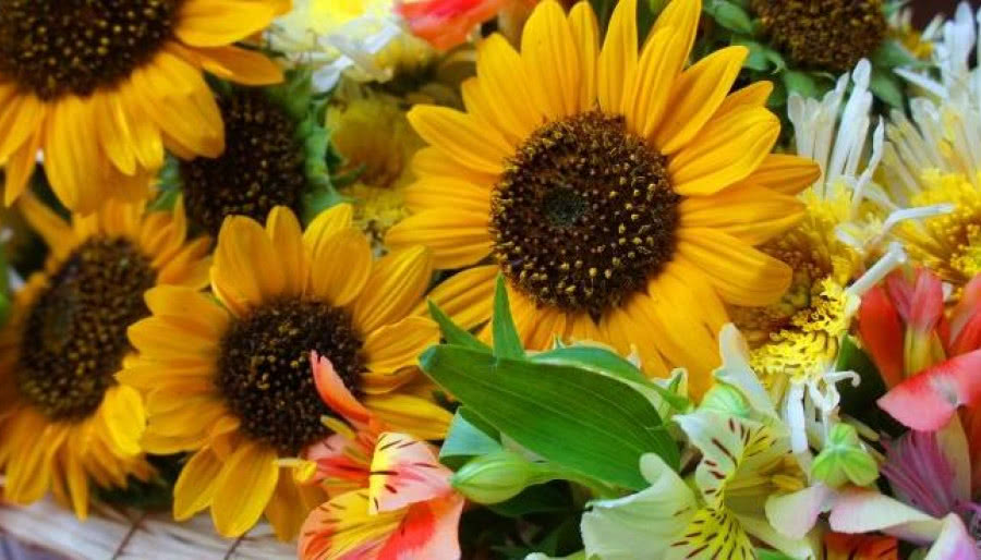 Bukiet słoneczników - pomysły, inspiracje