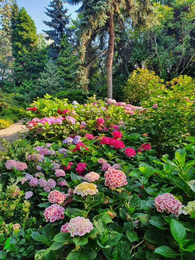 Krzewy kolorowych hortensji na tle drzew