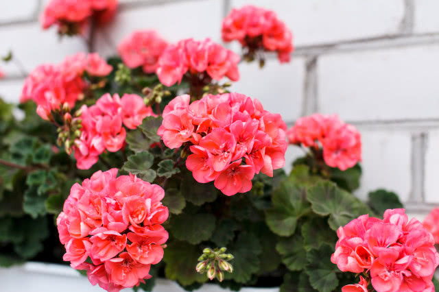 pelargonie