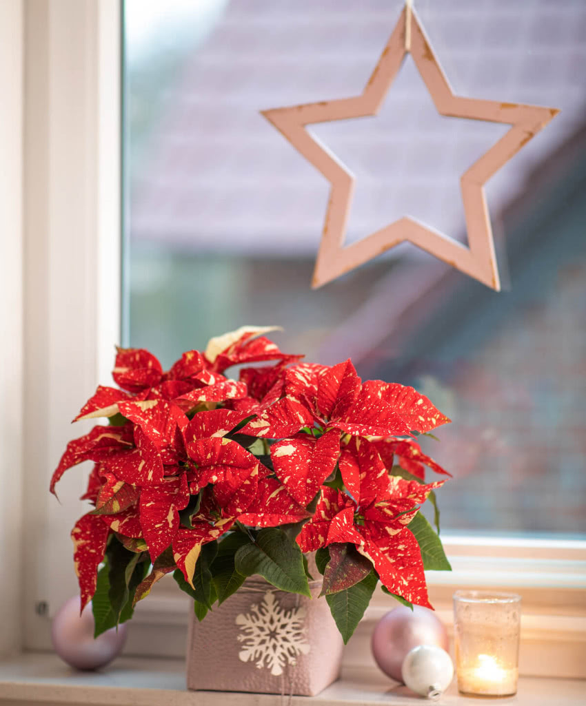 Dzięki wspaniałym przylistkom, łatwe w...