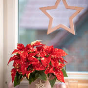 Grudnik kwitnie na Boże Narodzenie.