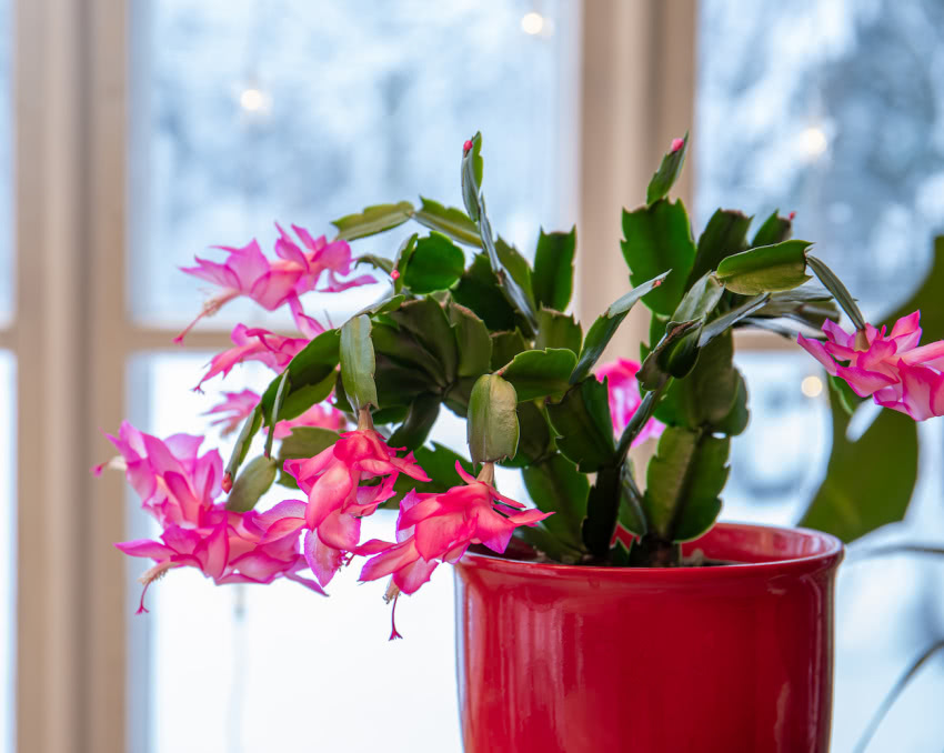 Grudnik kwitnie na Boże Narodzenie.