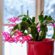 Grudnik kwitnie na Boże Narodzenie.