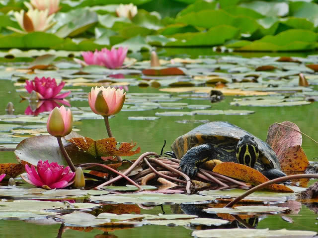 grzybienie z żółwiem