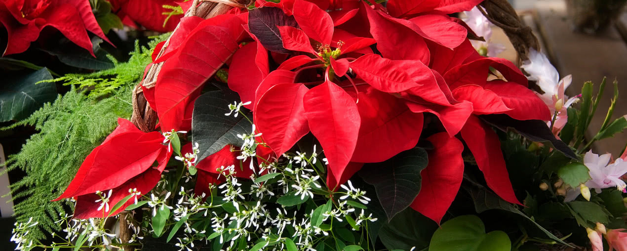 Rośliny na Boże Narodzenie: piękne kwiaty i krzewy na święta