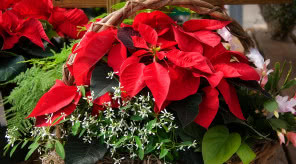 Rośliny na Boże Narodzenie: piękne kwiaty i krzewy na święta
