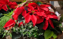 Rośliny na Boże Narodzenie: piękne kwiaty i krzewy na święta