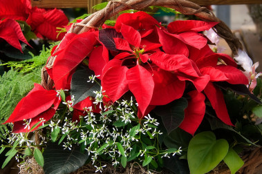 Rośliny na Boże Narodzenie: piękne kwiaty i krzewy na święta