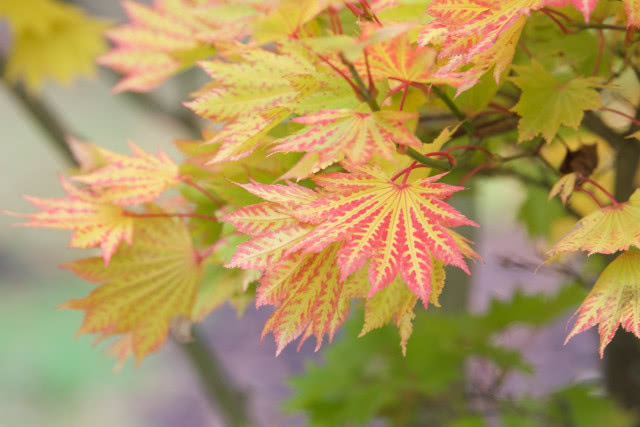 przebarwione liście