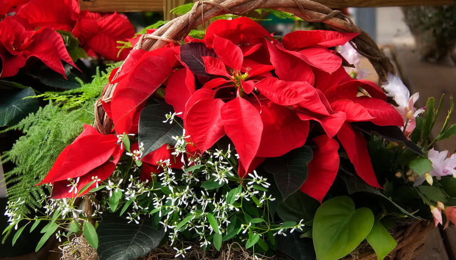 Rośliny na Boże Narodzenie: piękne kwiaty i krzewy na święta