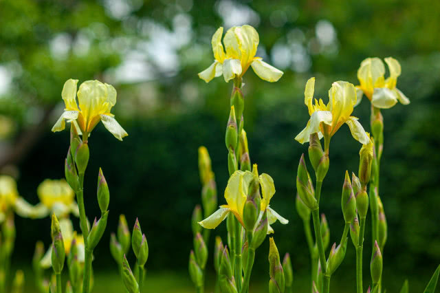 jasnożółte kwiaty na długich łodygach