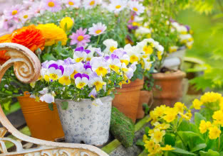 Kiedy sadzić bratki na balkonie? Poradnik dla tych, którzy nie mogą się doczekać wiosny na balkonie