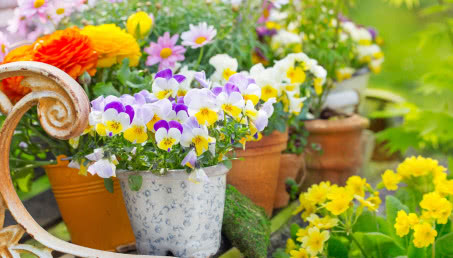 Kiedy sadzić bratki na balkonie? Poradnik dla tych, którzy nie mogą się doczekać wiosny na balkonie
