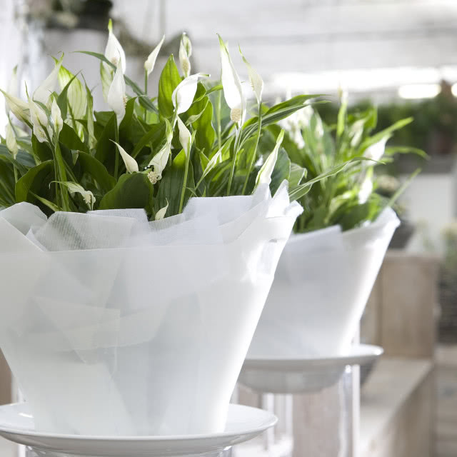 Skrzydłokwiat w doniczce