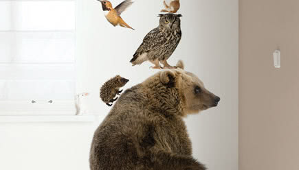 Zwierzęta jak żywe - naklejki na ścianę do pokoju dziecka