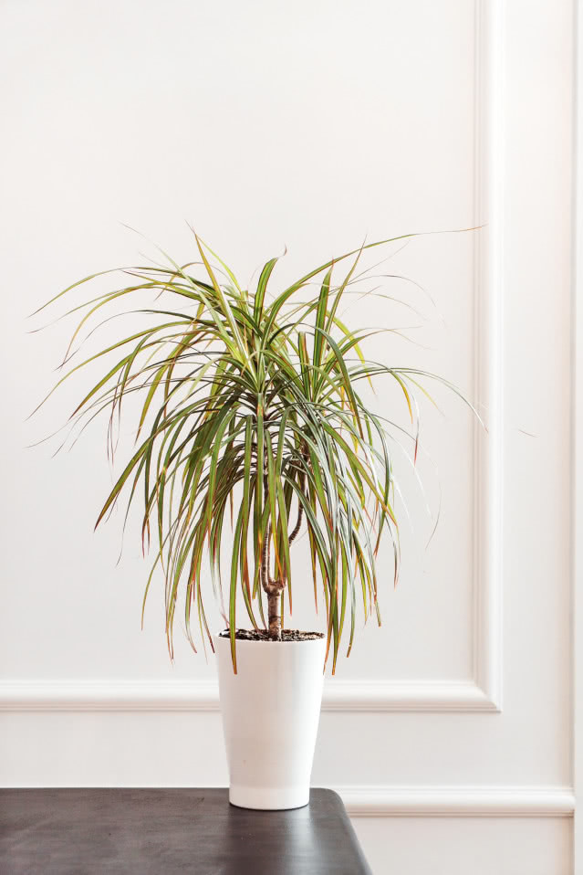 Dracena w doniczce