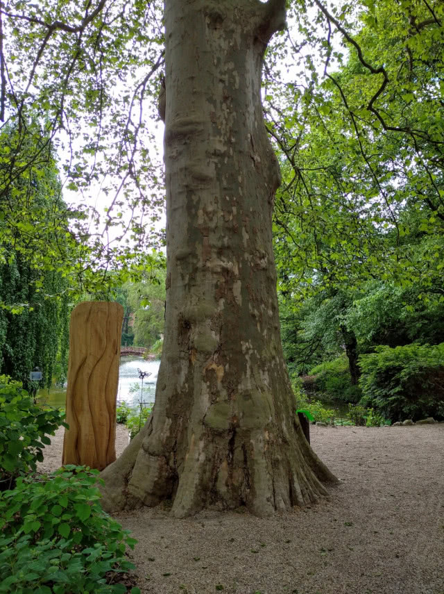 arboretum drzewo, kadr na pień