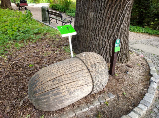 drewniany żołądź u stóp drzewa