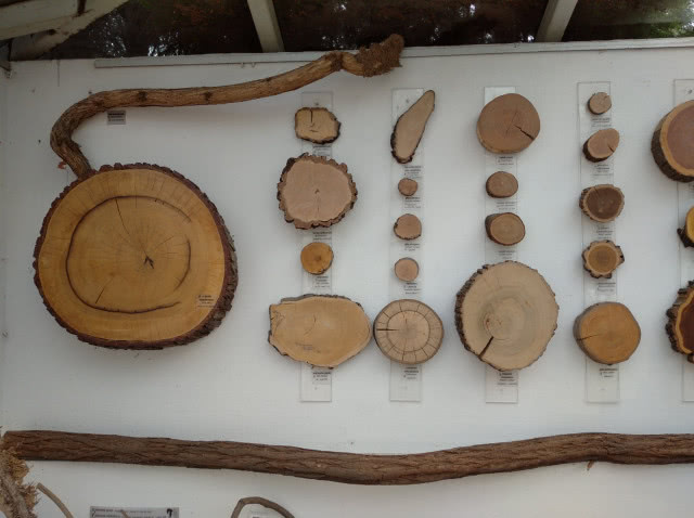 anatomia drzewa, makieta